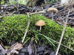 What Are The Potential Therapeutic Uses Of Psilocybin?