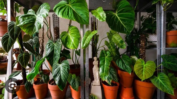 Title: The Importance of Indoor Plants for a Healthy Home