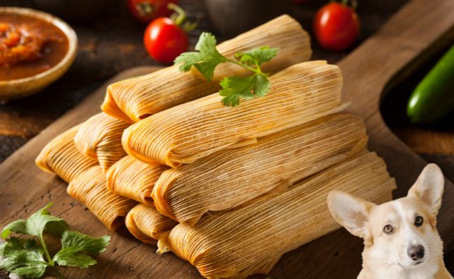 Can Dogs Eat Tamales? A Canine Perspective