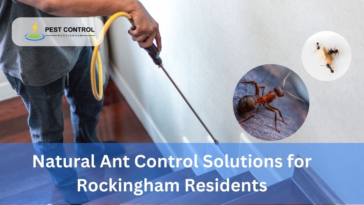 Top 5 Natural Ant Control Solutions for Rockingham Residents