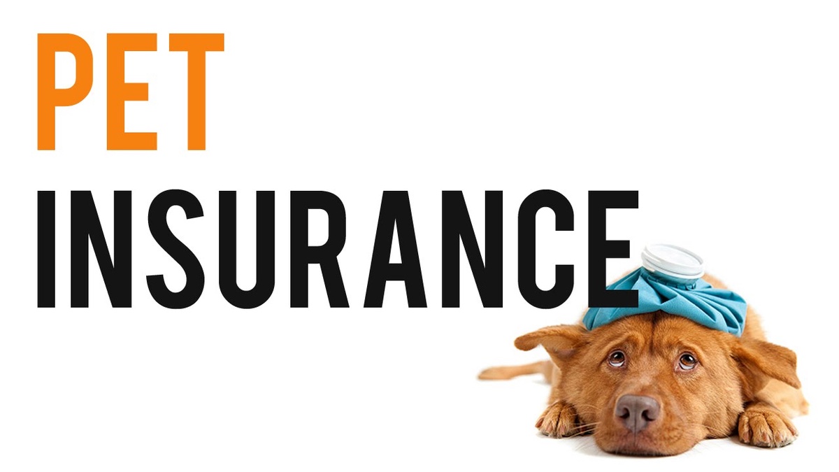 Choosing the Right Pet Insurance for Your Cat: A Step-by-Step Guide