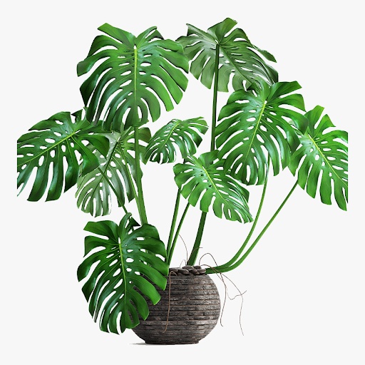 Monstera Adansonii: The Enigmatic Charm of the Swiss Cheese Vine