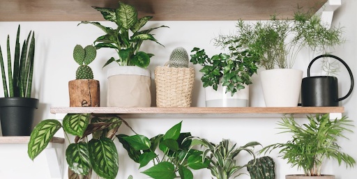 Essential Considerations When Buying Plants Online