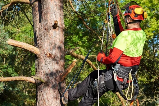 Arborists: The Unsung Heroes of Tree Care