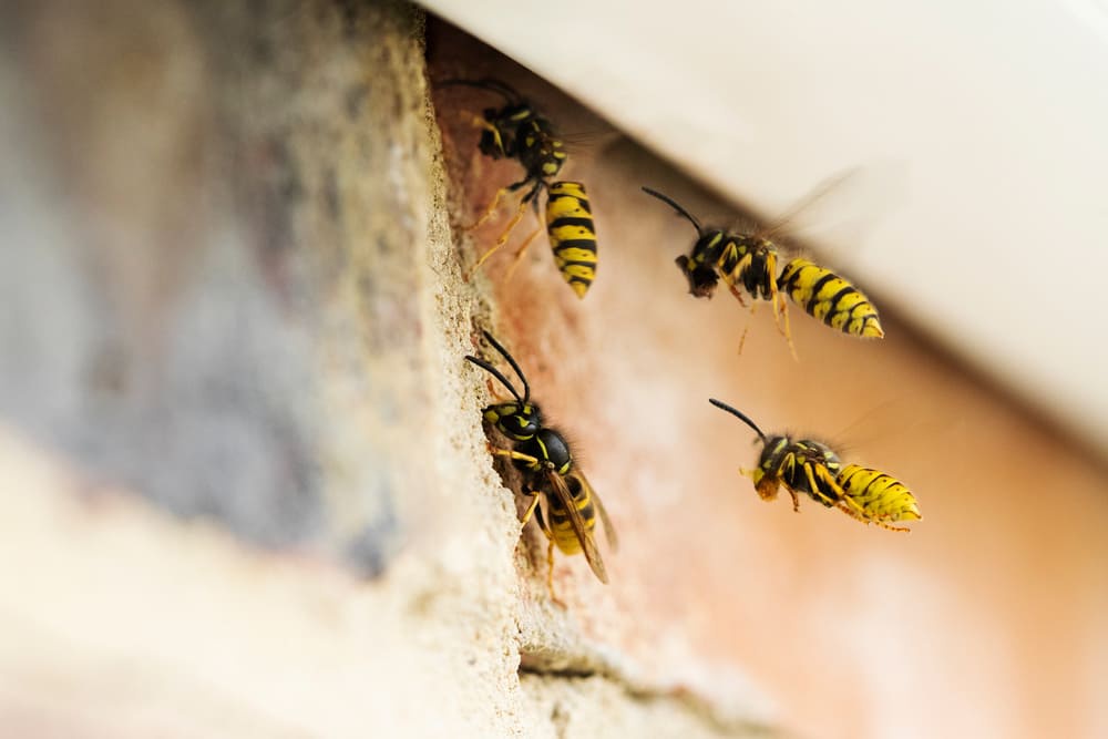 The Ultimate Guide To Keep Business Property Pest-Free