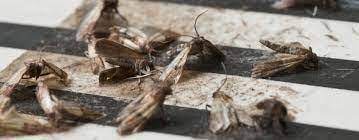Moth Control in Knaresborough: Protecting Textiles and Living Spaces
