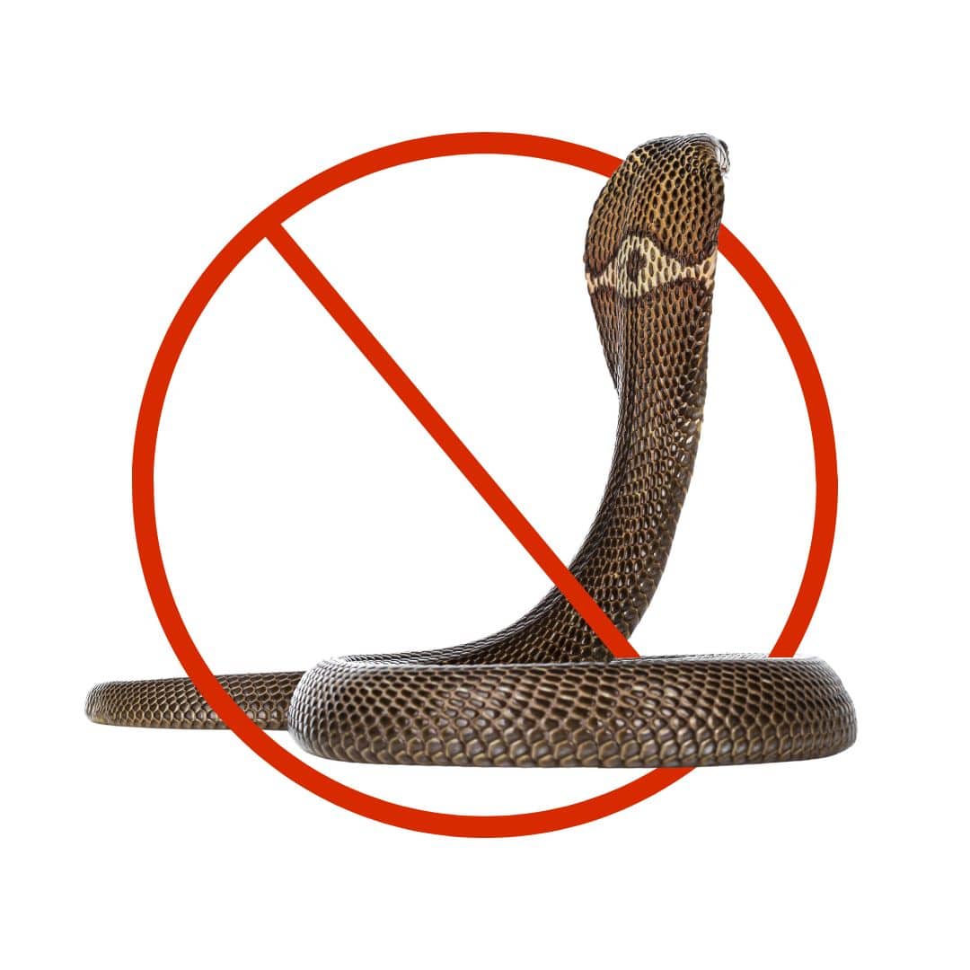 Preventative Measures: Keeping Snakes Away from Your Property