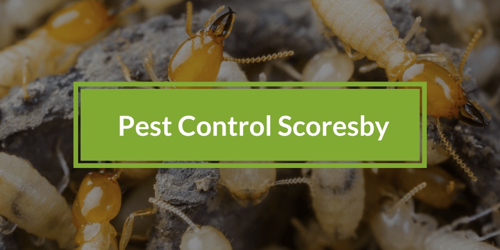 Discover Proven Strategies for Effective Pest Control in Scoresby
