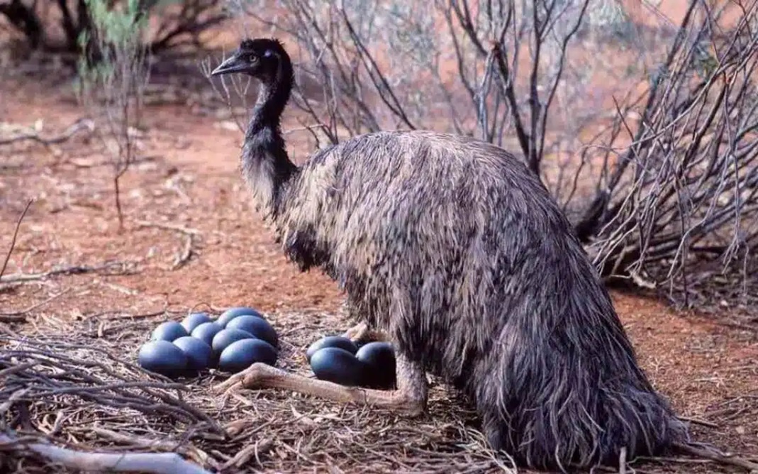 Emu Eggs Nutrition: Are They Good For You?