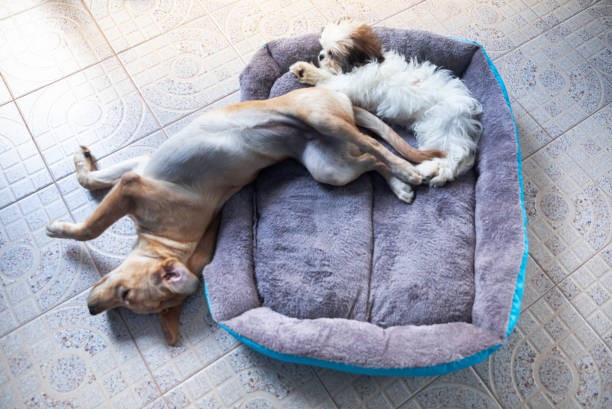 Beat the Heat: The Ultimate Guide to Choosing the Right Dog Cooling Bed for Your Pup
