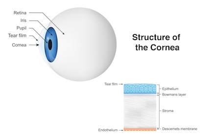 Enlightening Insights: Essential Facts You Must Learn About Corneal Transplants
