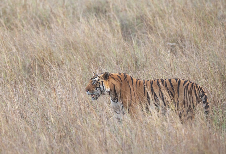 Unveiling the Wonders: Wildlife Tours in India