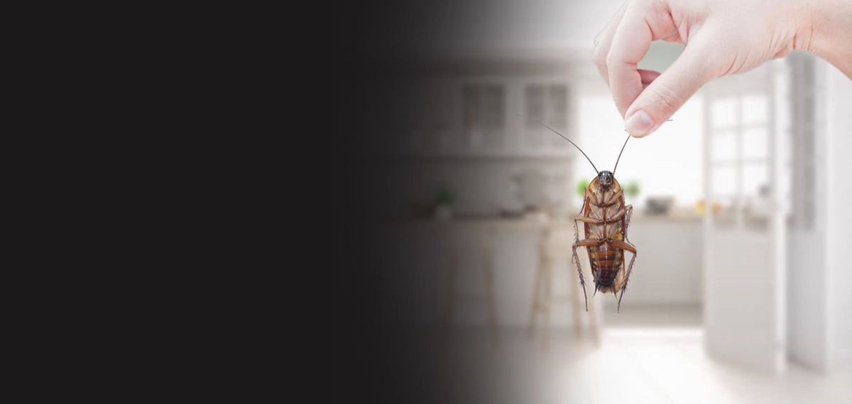 The Vital Importance of Pest Control Companies in Ensuring Healthy Living Environments