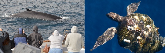 Spectacular Encounters: Best Whale Watching Tours in San Diego and the Allure of Private Whale Watching