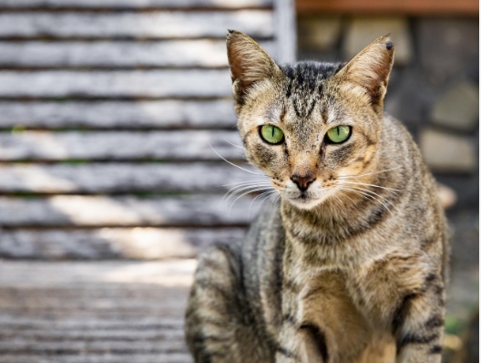 Combating Fleas: An All-Inclusive Manual for Treating Fleas in Cats
