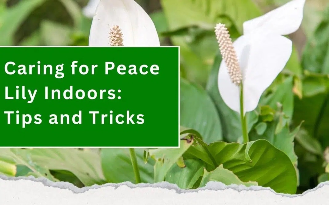 Caring for Pеacе Lily Indoors: Tips and Tricks