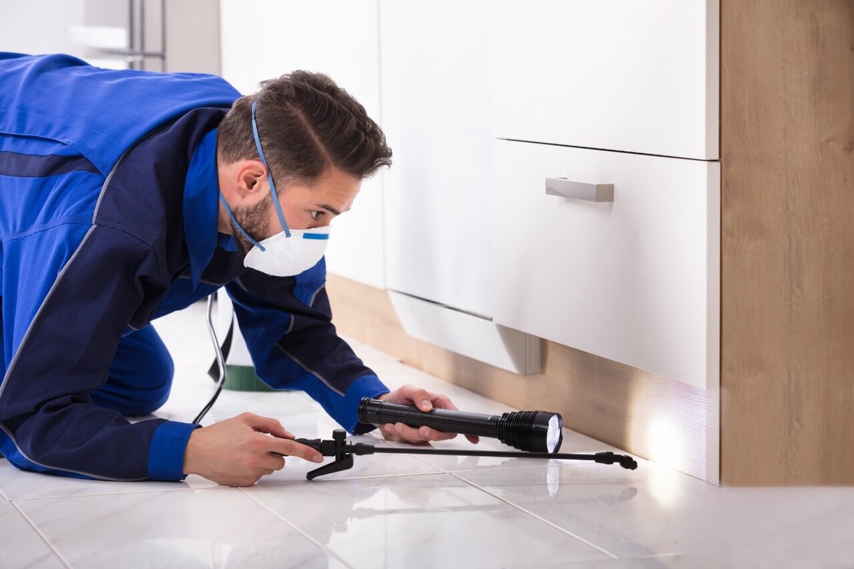 The Ultimate Guide to Pest Control Services that Ensuring a Pest-Free Environment