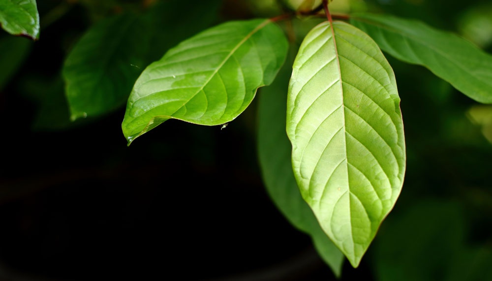 What Professional Kratom SEO Services Will Offer?