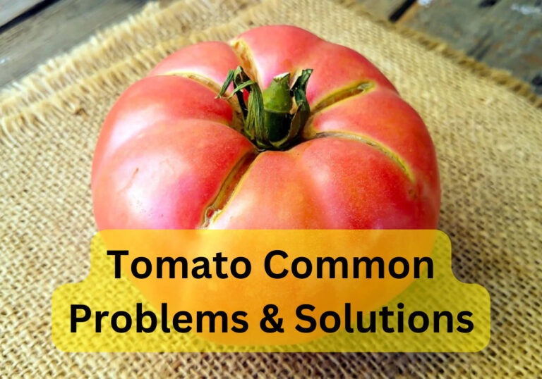 Tomato Problems: Reasons and Solutions
