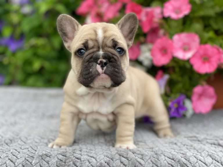 Fluffy French Bulldog Mania: Exploring the Cuteness at Toy House Frenchies