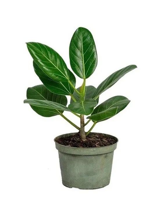 Top 10 Indoor Plants You Can Easily Buy Online