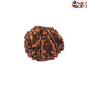 8 Mukhi Rudraksha Benefits That Transform Lives