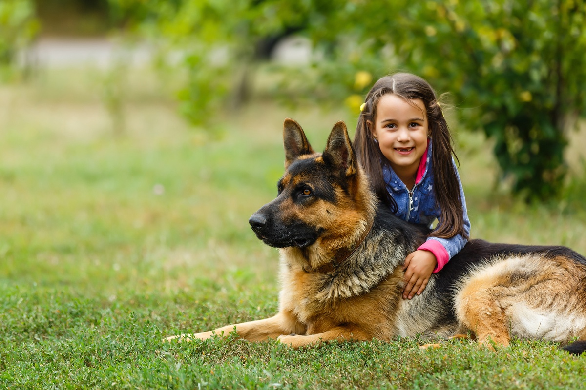Why Las Vegas is the Perfect Place to Buy a Trained Dog for Protection