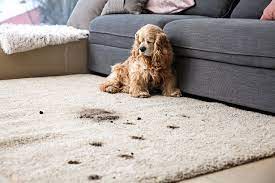 Carpet Health and Happiness: Balancing Pet Ownership with Clean Carpets