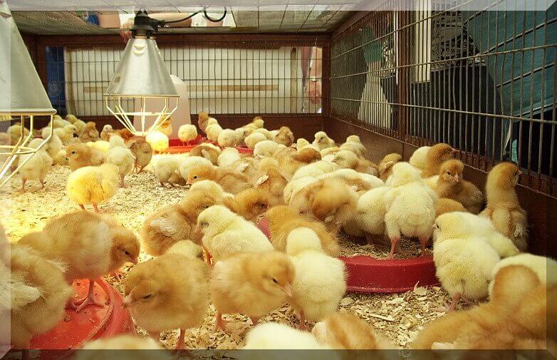 Essential Guide to Chicken Feeders: Types, Tips, and Troubleshooting