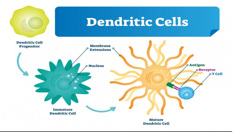 Revolutionizing Immunotherapy: The AI-Driven Evolution of Dendritic Cell Vaccine Design and Delivery