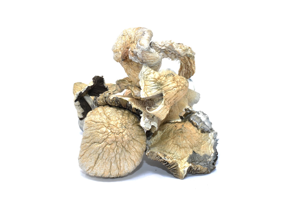 Great White Monster Mushrooms : A Nutritional Powerhouse