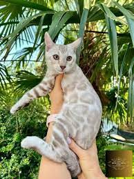 Beyond the Spots: The Allure and Characteristics of Bengal Cats