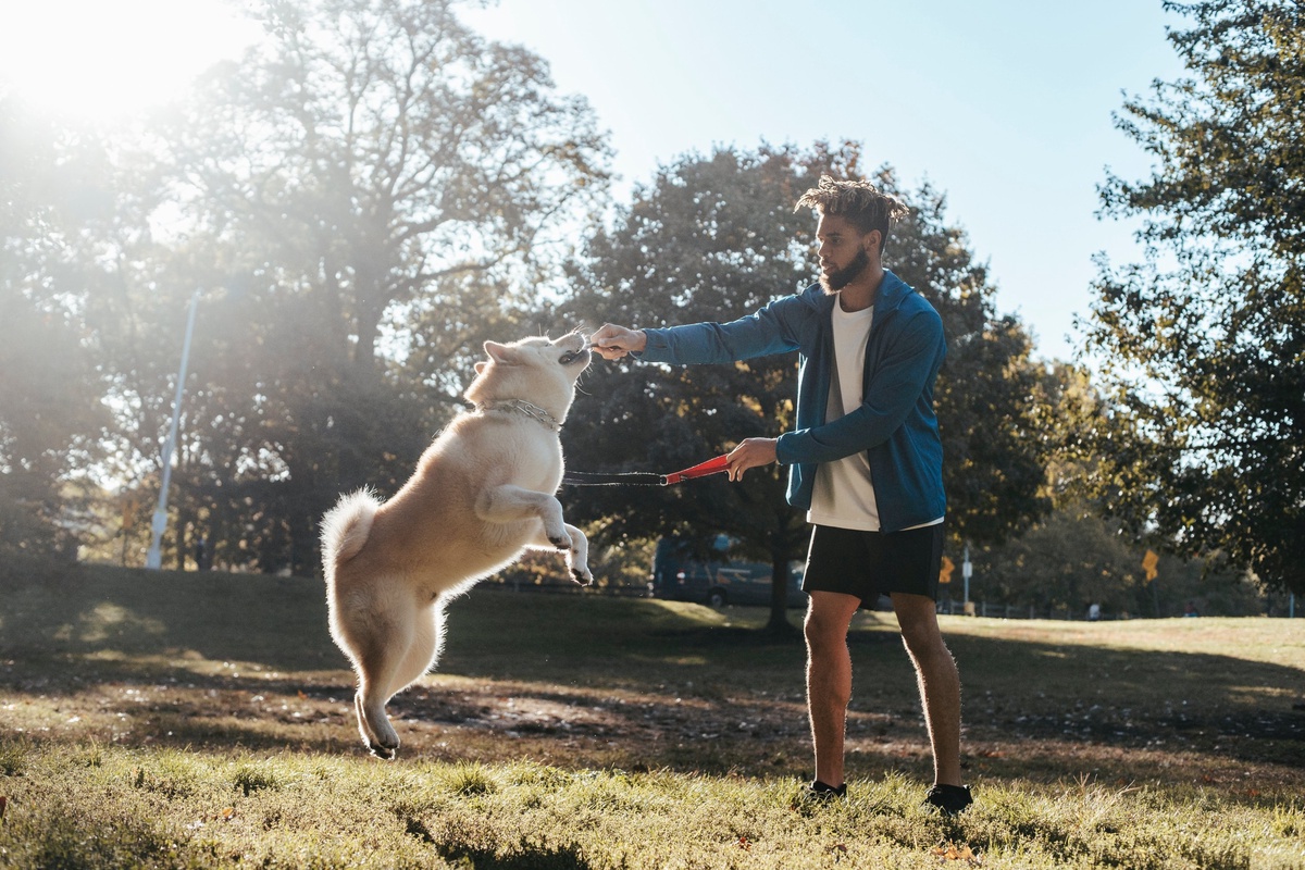 The Power of Play: How Structured Activities Can Boost Your Pet's Physical and Mental Wellbeing