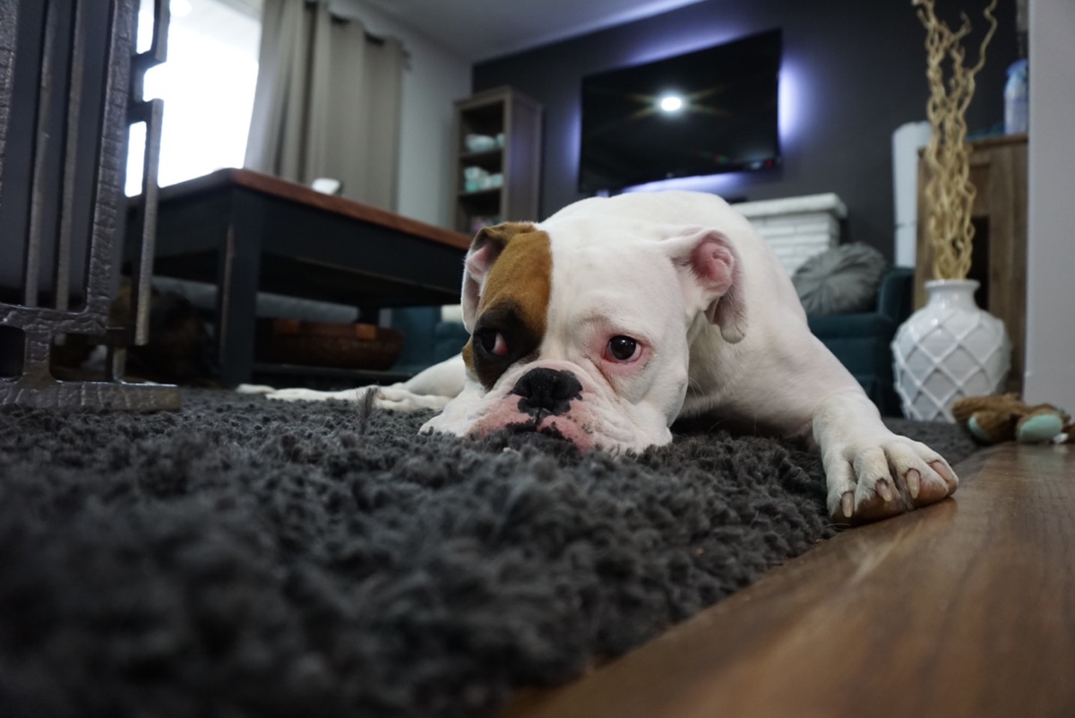 The Science of Carpet Cleaning and Its Impact on Indoor Air Quality