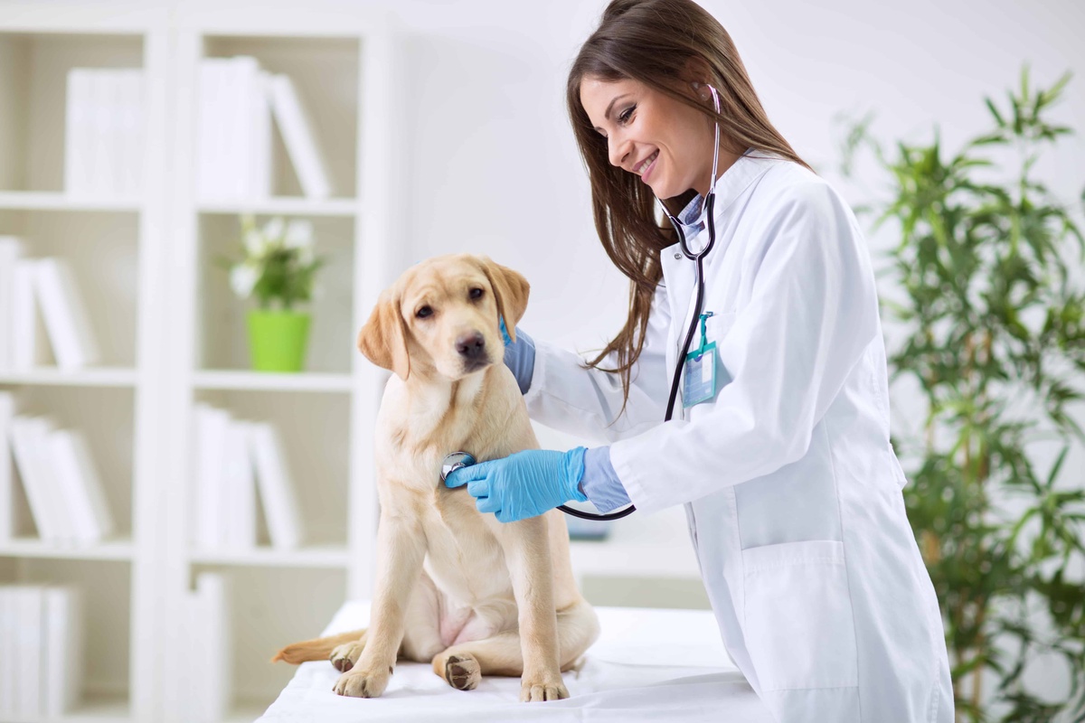 Pet Insurance: The Key Questions Every Pet Owner Should Ask