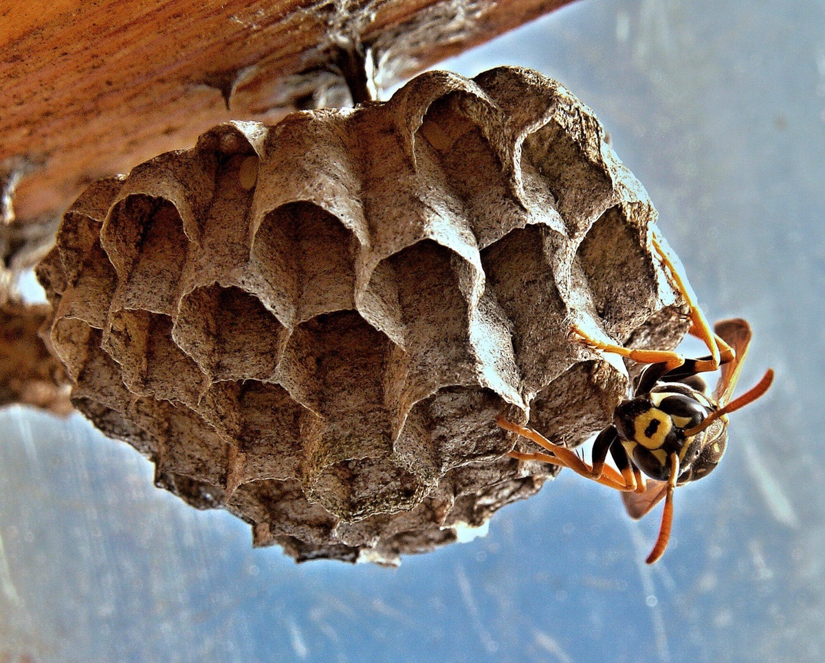 Effective Wasp Nest Removal in Navan: Trust QPCOttawa for Swift and Safe Solutions