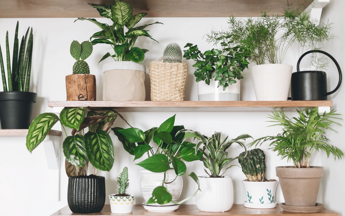 Indoor Plant Bliss: Arrowhead Varieties for Your New Home's Interior