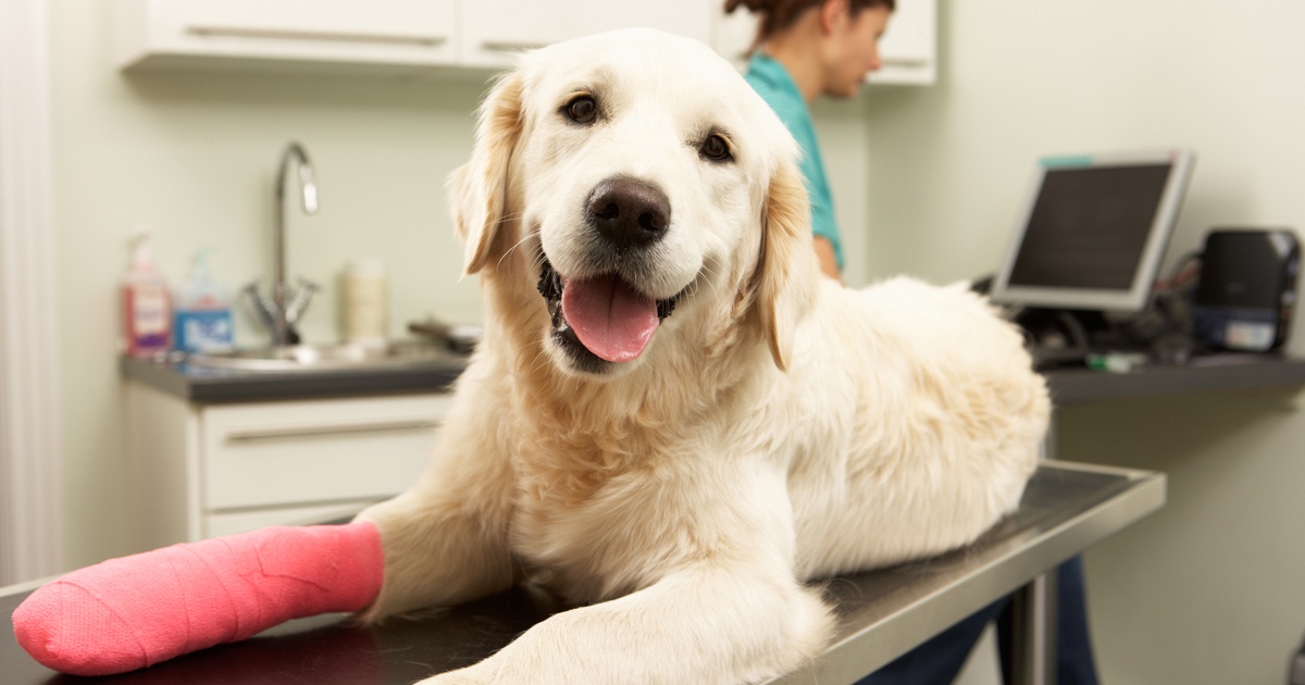 Compounded Medications: Oakville's Solution for Hard-to-Medicate Pets
