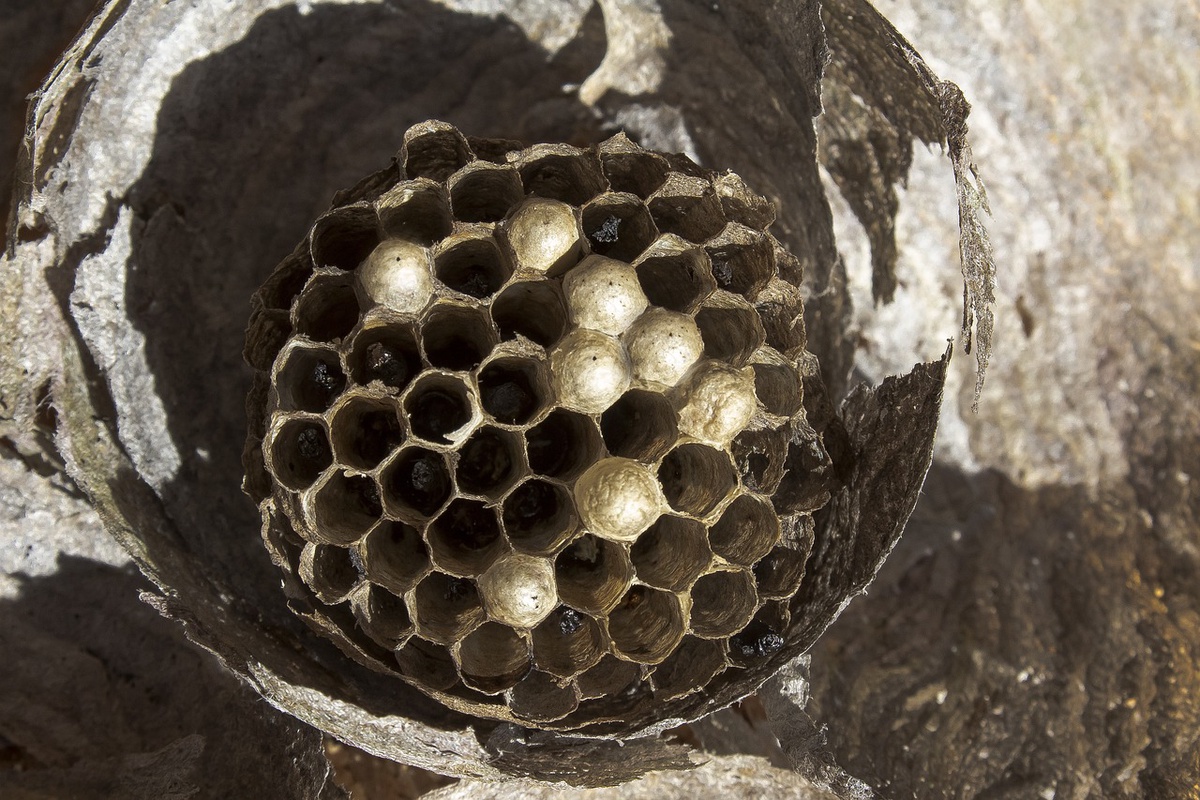 Wasp Nest Removal: A Step-by-Step Guide for Safe and Effective Control