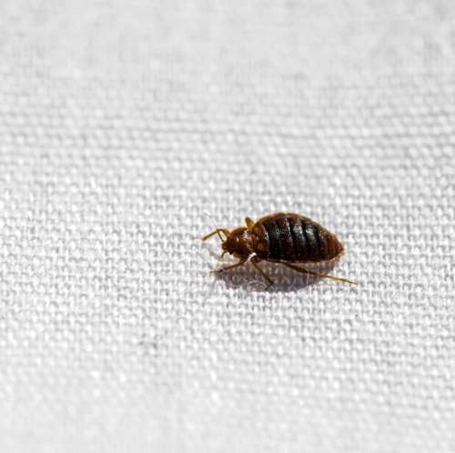 Choosing the Right Bed Bug Exterminator in Waterloo