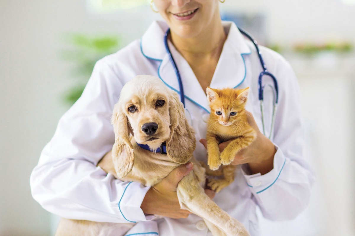 A Comprehensive Guide to Understanding Lifetime Pet Insurance