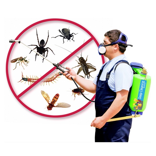 Same-Day Pest Solutions: Your Home's Best Friend
