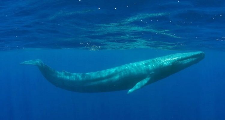 The Unfortunate Incident of the Blue Whale Bitten in Half (2009): A Deep Dive