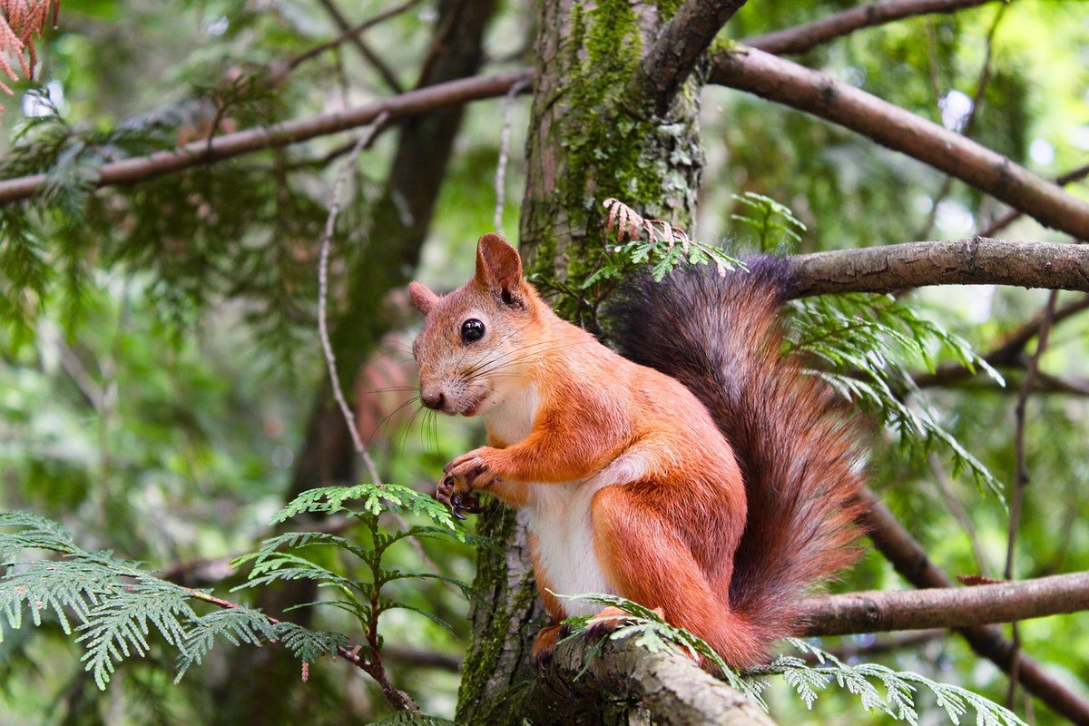 Squirrel Pest Control: Outwitting Your Nutty Nemesis