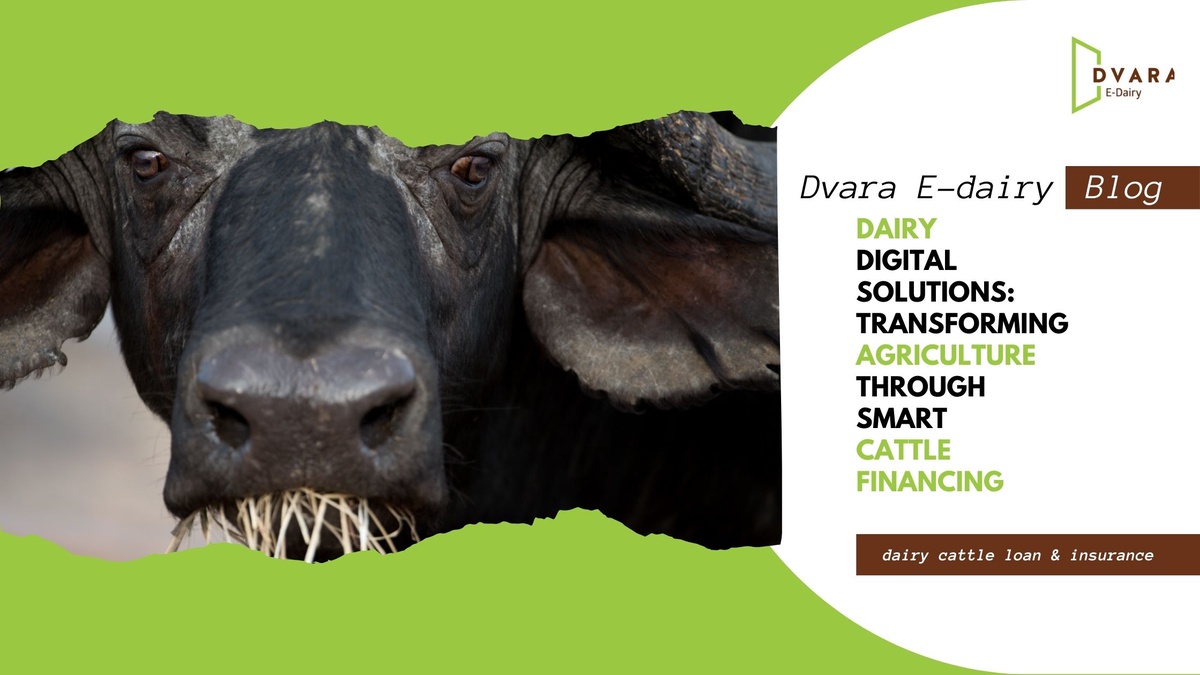 Dairy Digital Solutions: Transforming Agriculture Through Smart Cattle Financing