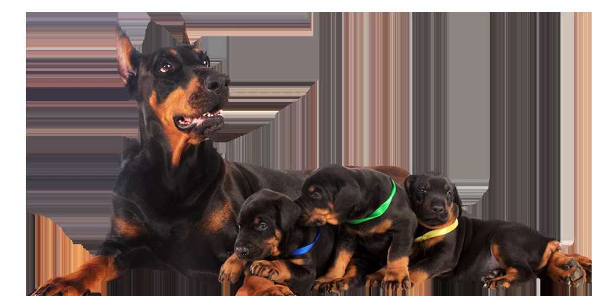 European Doberman Puppies: Vaccination and Health Protocols