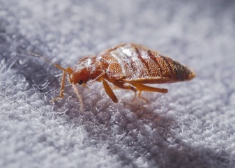 Transforming Homes: The Power of Bed Bug Control Experts in Queens