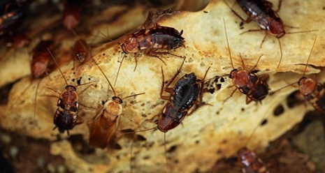 Is it Safe to Perform Pest Control Abbotsford Services for Home?