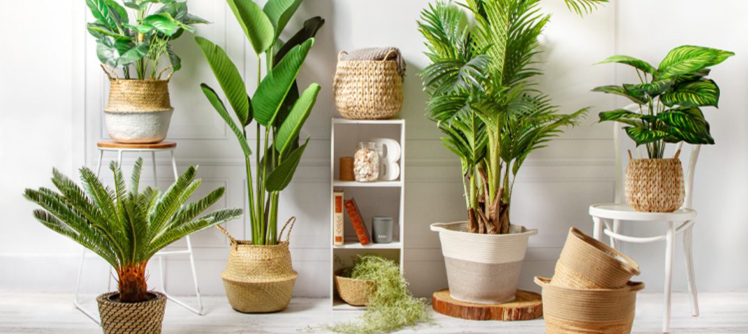 10 Best Low-Maintenance Indoor Plants to Brighten Your Office