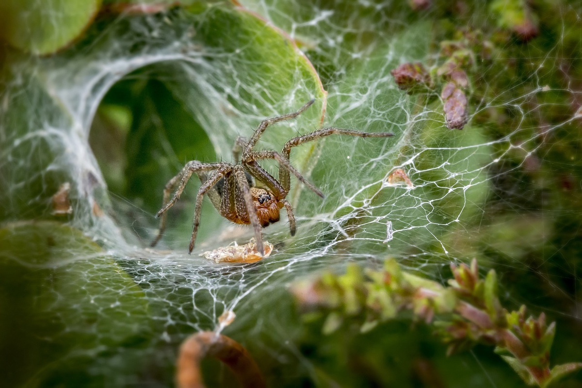 Vanquishing the Eight-Legged Invaders: Inside the World of a Spider Exterminator